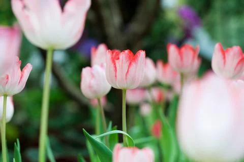 Close up of tulip Stock Photos