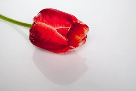 Close-up of tulip Foto stock