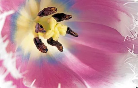 Close up tulip Stock Photos