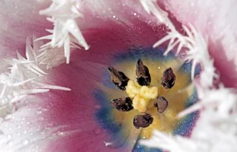 Close up tulip Stock Photos