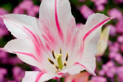 Close up of a tulip 写真素材
