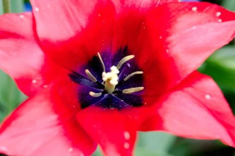 Close up of a tulip Stock Photos