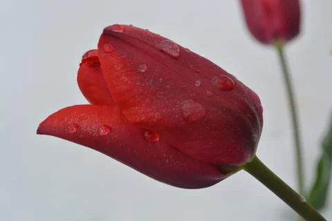Close Up Tulip Stock Photos