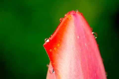 Close-up tulip Foto stock