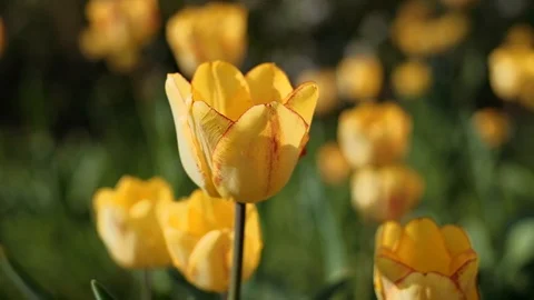 Close up of tulip. Shallow depth of field. 4K resolution. Stock Footage 107351744