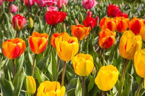 Close up of tulips in different colors in spring Stock Photos
