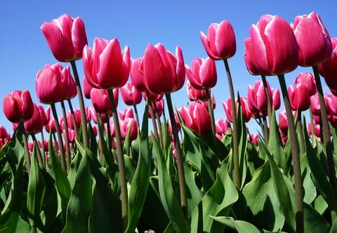 Close-up of a tulips in a field Stock Photos
