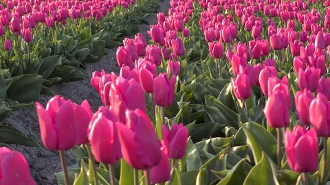 Close up of tulips fields in the Netherlands Vídeos de archivo 106683955
