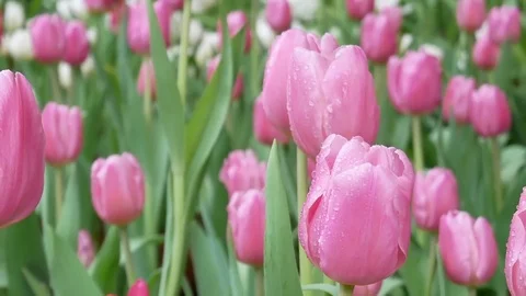Close up of tulips flowers Stock Footage 84561992