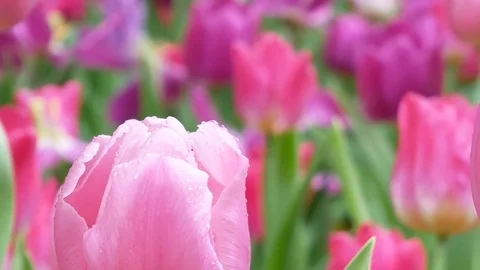 Close up of tulips flowers Stock Footage 84577736