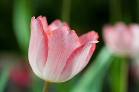 Close up of tulips Stock Photos