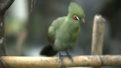 A close-up of turaco bird Stock Footage 267467483