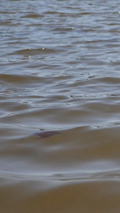 Close-up of turbid river water with ripples moving under subtle sun reflections Stock Footage 338301285