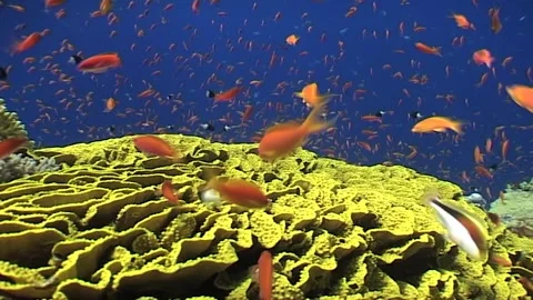Close Up Of (Turbinaria) Large Cabbage Hard Coral  Stock Footage 300056061