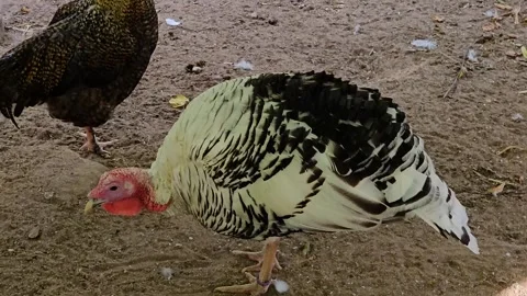 Close up of a turkey and a rooster  Stock Footage 266698302