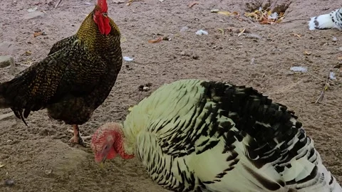 Close up of a turkey and a rooster  Stock Footage 266753211