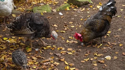 Close up of a turkey and rooster  Stock Footage 289474962