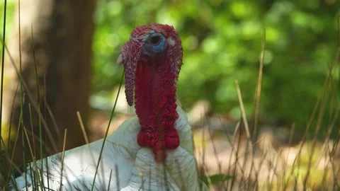 Close up Turkey bird Stock Footage 274241129