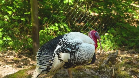 Close up of a Turkey bird Stock Footage 274266778