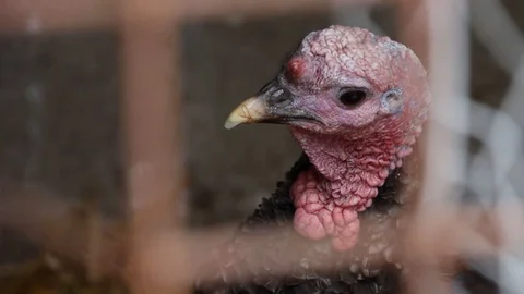 Close Up Turkey in cage Stock Footage 89588160
