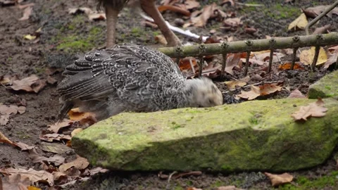 Close up of a turkey chick Stock Footage 289468074