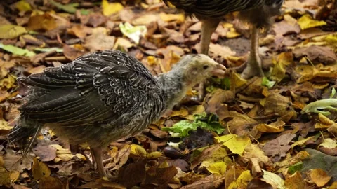 Close up of a turkey chick in motion Stock Footage 289468740