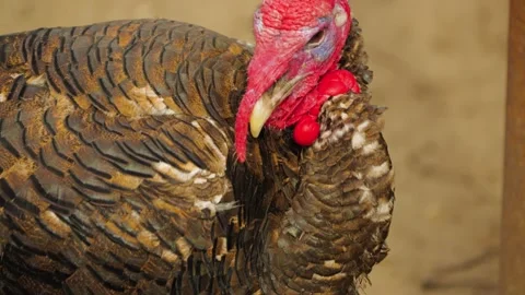 Close-up of a turkey on a farm. Detailed pattern on feathers and bright Stock Footage 307267513