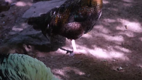 Close up of a turkey Stock Footage 252104336