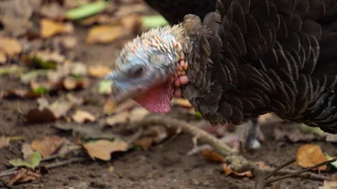 Close up of a turkey  Stock Footage 289671689