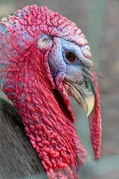Close up of a turkey head Stock Photos