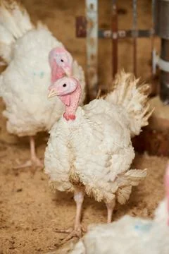 A close-up of a turkey in a pen, raised in captivity. Stock Photos