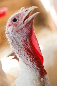 Close-up of a turkey Stock Photos
