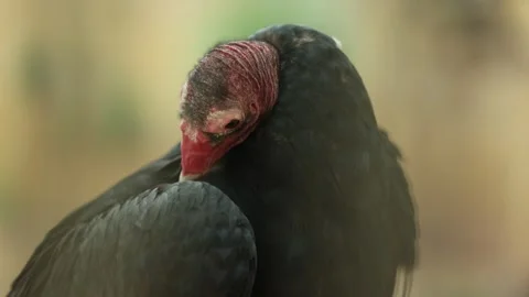 Close Up of a Turkey Vulture Cleaning its Feathers - Shallow Depth of Field Stock Footage 246005953