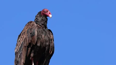 Close up of a Turkey Vulture perching on a tree branch. Stockbeeldmateriaal 211474848