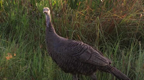 Close-Up of Turkey Walking and Eating, 4K Stock Footage 65447434