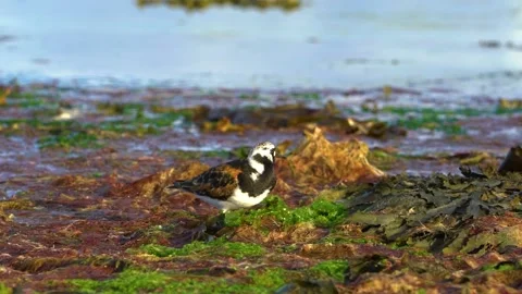 Close Up to A Turnstone Bird, Scotland Stock Footage 156802403