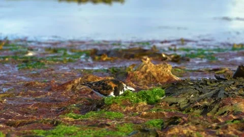 Close Up to Turnstone Bird While Feeding, Slow Motion Stock Footage 156802235