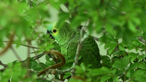 Close up of Turquoise-fronted parrot eeating in a tree 스톡 동영상 205898606
