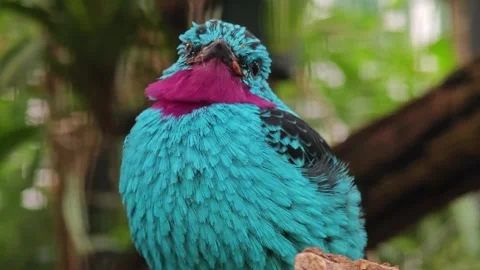 Close up of a turquoise Spangled Cotinga bird Stock Footage 295988188