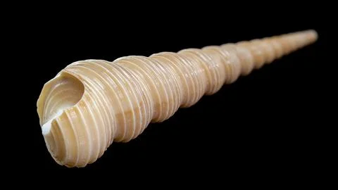 Close-Up of Turritella Shell with Spiral Pattern Stock Photos