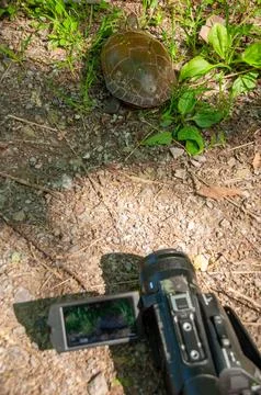Close-Up of Turtle and Camera Capturing a Nature Scene Outdoors Stock Photos