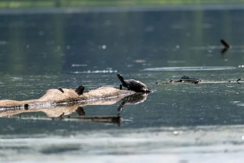 Close-up of a turtle basking on a log in a calm lake, surrounded by still w.. 写真素材