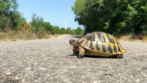 Close-up of a turtle with black spots on its shell slowly crosses the dangerous Stock Footage 199423888