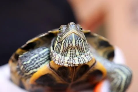 Close-up of a turtle: bold head stripes and shell texture. Light emphasizes d Stock Photos