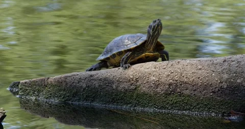Close up of a turtle on a concrete slab, surrounded by water on a sunny day Stock Footage 274166445