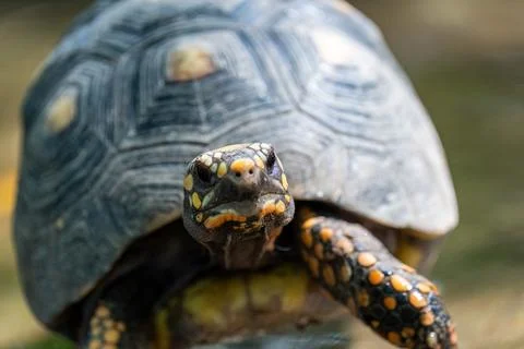 Close up of a turtle with dark, patterned shell Фото