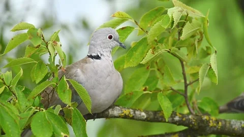 Close up of a turtle dove resting on a branch Stock Footage 247983225