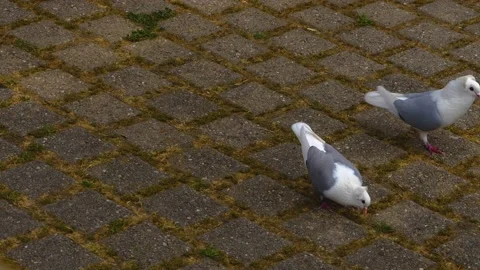 Close up of turtle doves eating Stock Footage 142968673