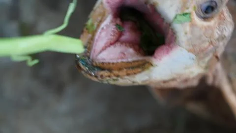 Close up of a Turtle Eating Green Vegetables Stock Photos