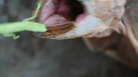 Close Up of a Turtle Eating Green Vegetables Outdoors Stock Photos